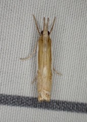 Crambus praefectellus