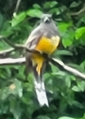 Trogon melanocephalus