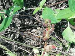 Lithobates forreri