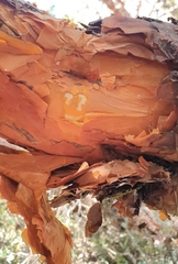 Polylepis