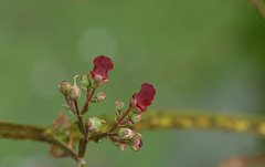 Scrophularia auriculata