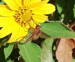 Esenbeckia
