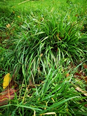 Brachypodium sylvaticum