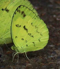 Eurema andersoni
