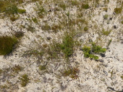 Aspalathus retroflexa