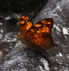 Vagrans sinha