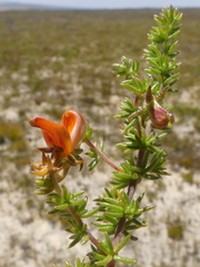 Aspalathus retroflexa