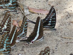 Graphium kirbyi