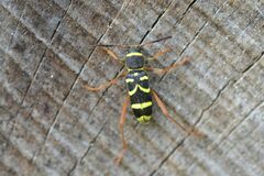 Clytus arietis