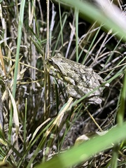 Chiromantis xerampelina