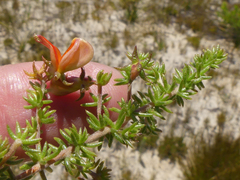 Aspalathus retroflexa