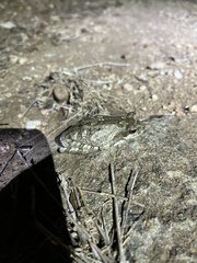 Chiromantis xerampelina