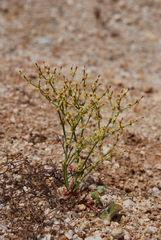 Eriogonum nidularium