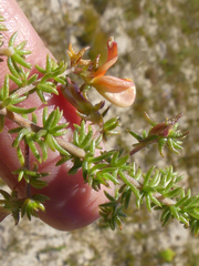 Aspalathus retroflexa