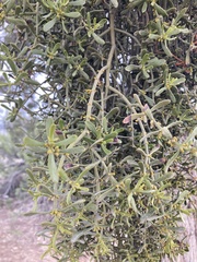 Phoradendron bolleanum