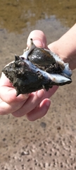 Buccinoidea