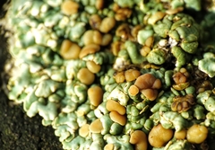 Squamarina cartilaginea