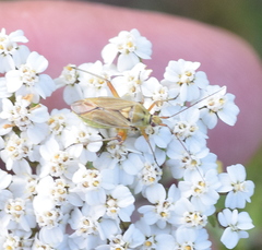 Calocoris roseomaculatus angularis