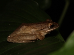 Polypedates leucomystax