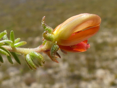 Aspalathus retroflexa