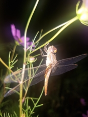 Odonata