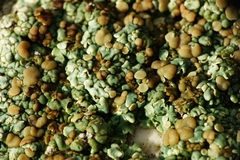 Squamarina cartilaginea