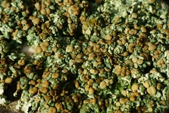 Squamarina cartilaginea