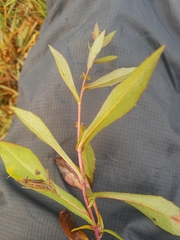 Symphyotrichum chilense