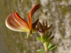 Aspalathus retroflexa