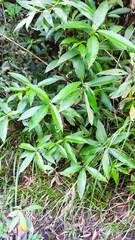 Melicytus ramiflorus