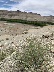 Mentzelia multicaulis