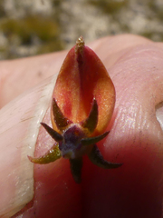 Aspalathus retroflexa