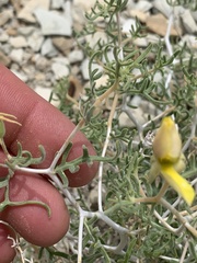 Mentzelia multicaulis
