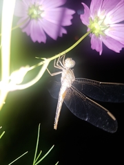 Odonata