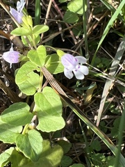 Clinopodium brownei