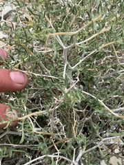 Mentzelia multicaulis