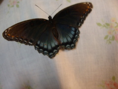 Limenitis arthemis astyanax