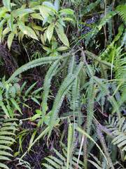 Gleicheniaceae