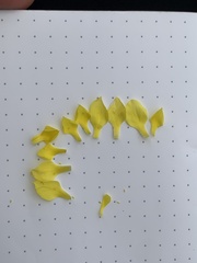 Mentzelia multicaulis