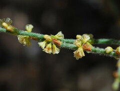 Eriogonum nidularium