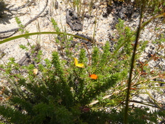 Aspalathus retroflexa