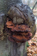 Fungi