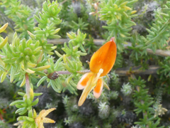 Aspalathus retroflexa