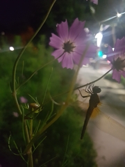 Odonata