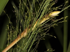 Takydromus sexlineatus