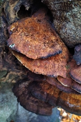Fungi