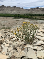 Xanthisma grindelioides grindelioides