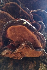 Fungi