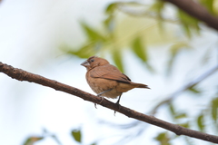 Lonchura punctulata