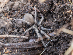 Calisoga longitarsis